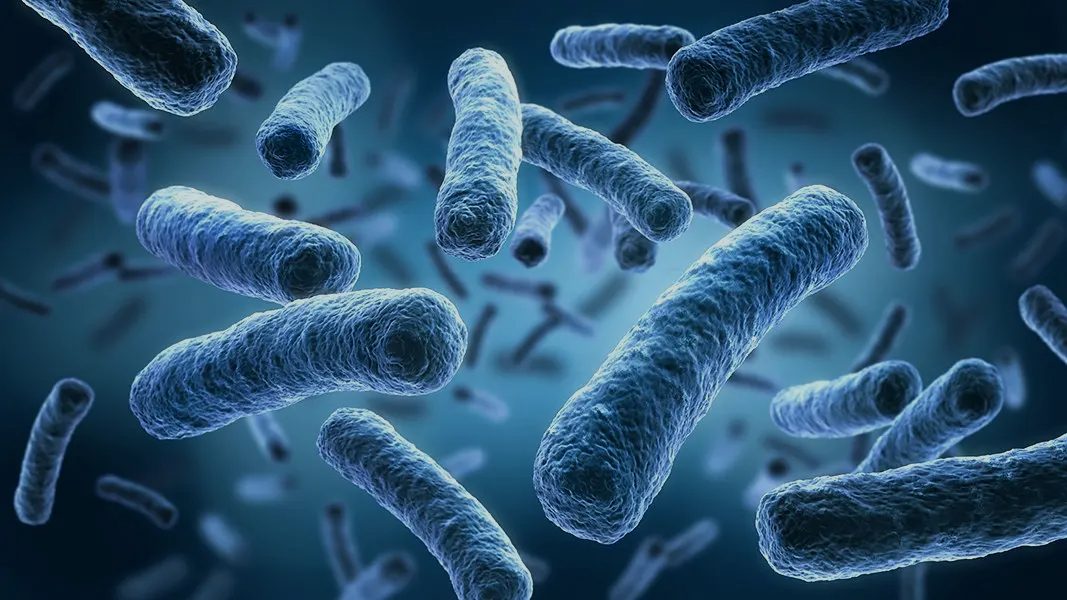 Rod-shaped bacteria under high magnification